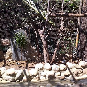 Egyptian plover, Eurasian oystercatcher, Pied avocet and White-cheeked turaco exhibit -MundoMar Benidorm (2021)