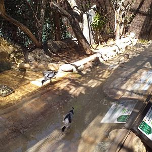 Egyptian plover, Eurasian oystercatcher, Pied avocet and White-cheeked turaco exhibit -MundoMar Benidorm (2021)