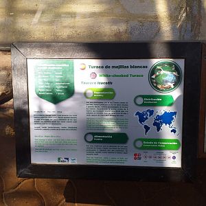 White-cheeked turaco sign -MundoMar Benidorm (2021)