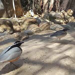Egyptian plover -MundoMar Benidorm (2021)