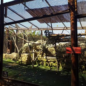Red-collared lorikeet and Green-naped lorikeet exhibit -MundoMar Benidorm (2021)