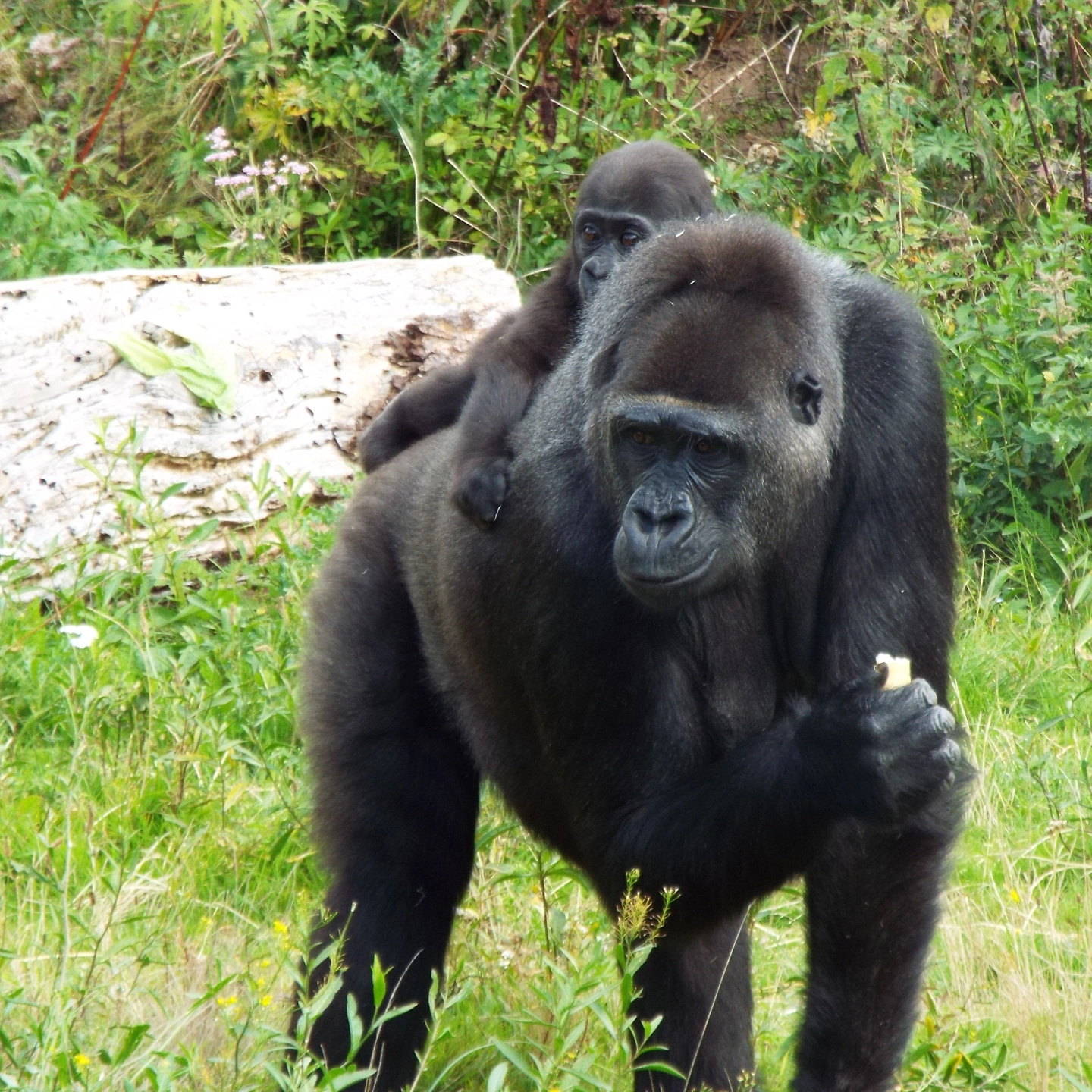 Western Lowland Gorilla and Infant, Bristol Zoo