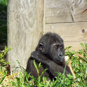 Western Lowland Gorilla Infant, Bristol Zoo