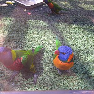 Red-collared lorikeet and Green-naped lorikeet -MundoMar Benidorm (2021)