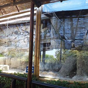 Common squirrel monkey exhibit -MundoMar Benidorm (2021)