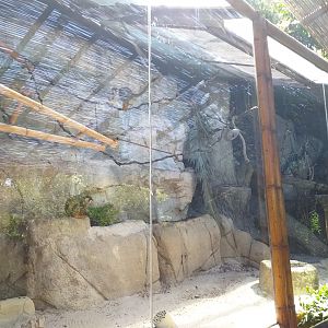 Common squirrel monkey exhibit -MundoMar Benidorm (2021)