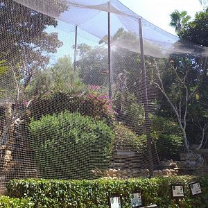 Roseate spoonbill, African sacred ibis, Scarlet ibis, Black-crowned night heron and Little egret exhibit -MundoMar Benidorm (2021)