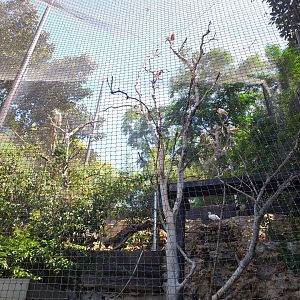 Roseate spoonbill, African sacred ibis, Scarlet ibis, Black-crowned night heron and Little egret exhibit -MundoMar Benidorm (2021)