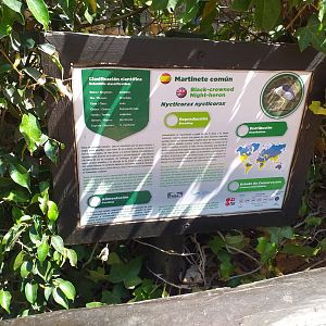 Black-crowned night heron sign -MundoMar Benidorm (2021)