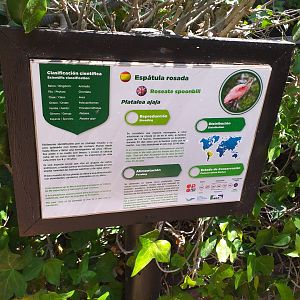 Roseate spoonbill sign -MundoMar Benidorm (2021)