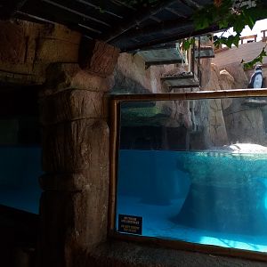 Humboldt penguin exhibit -MundoMar Benidorm (2021)