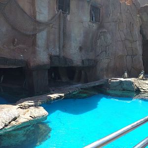 Humboldt penguin exhibit -MundoMar Benidorm (2021)