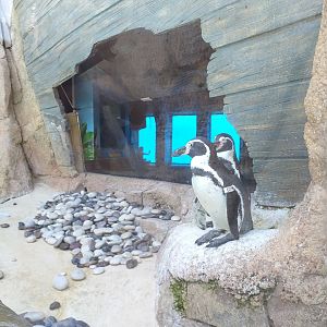 Humboldt penguin -MundoMar Benidorm (2021)