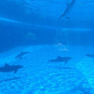 Atlantic bottlenose dolphin -MundoMar Benidorm (2021)