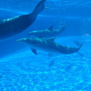 Atlantic bottlenose dolphin -MundoMar Benidorm (2021)