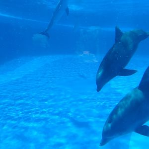 Atlantic bottlenose dolphin -MundoMar Benidorm (2021)