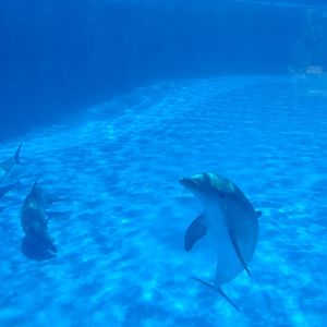 Atlantic bottlenose dolphin -MundoMar Benidorm (2021)