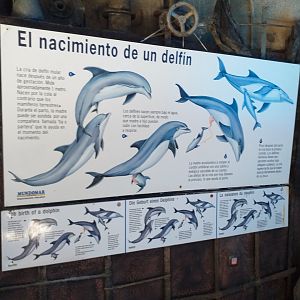 Atlantic bottlenose dolphin sign -MundoMar Benidorm (2021)