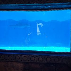 Atlantic bottlenose dolphin second pool -MundoMar Benidorm (2021)