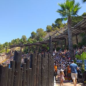 Dolphin show viewing grades -MundoMar Benidorm (2021)