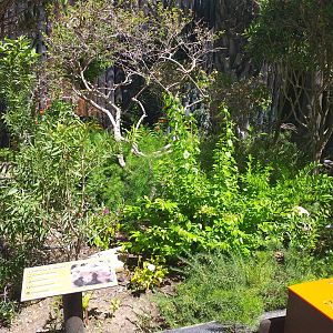 Vegetation -MundoMar Benidorm (2021)