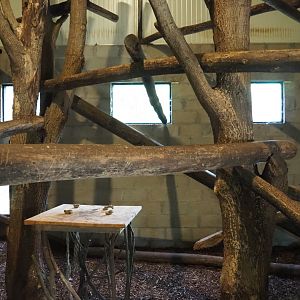 First fossa indoor exhibit, 2021-06-15