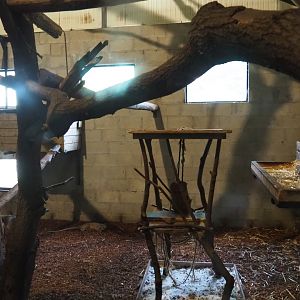 Second fossa indoor exhibit, 2021-06-15