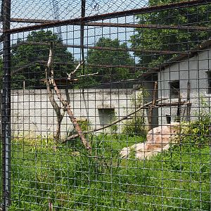 Jungle cat exhibit, 2021-06-15