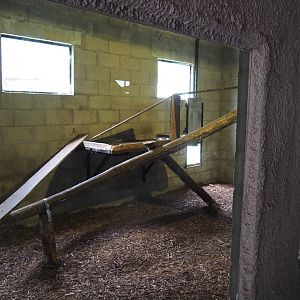 Jungle cat indoor exhibit, 2021-06-15