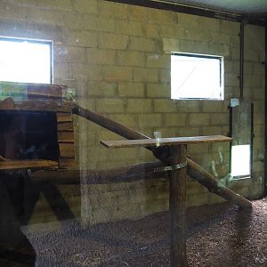 Jungle cat indoor exhibit, 2021-06-15