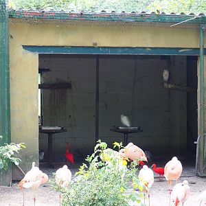 Large aviary bird barn, 2021-06-15
