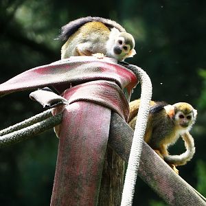 Common squirrel monkeys (Saimiri sciureus), 2021-06-15