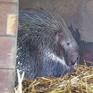 North African crested porcupine (Hystrix cristata), 2021-06-15