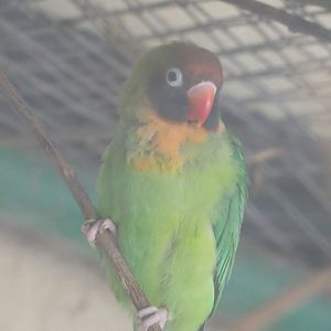 Black-cheeked lovebird (Agapornis nigrigenis), 2021-06-15
