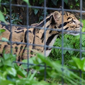Indochinese clouded leopard (Neofelis nebulosa nebulosa), 2021-06-15