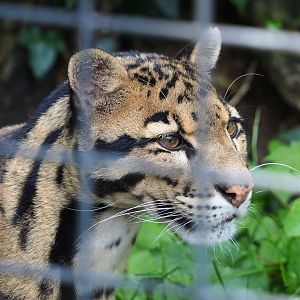Indochinese clouded leopard (Neofelis nebulosa nebulosa), 2021-06-15