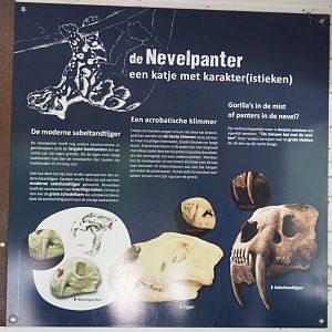 Clouded leopard information signage, 2021-06-15