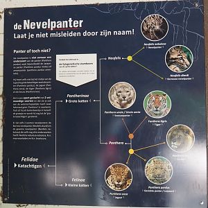Clouded leopard information signage, 2021-06-15
