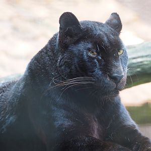Black African leopard (Panthera pardus), 2021-06-15