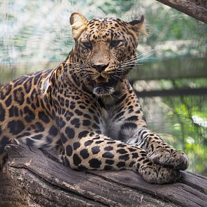 African leopard (Panthera pardus), 2021-06-15