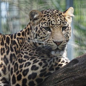 African leopard (Panthera pardus), 2021-06-15