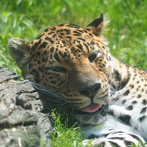 African leopard (Panthera pardus), 2021-06-15