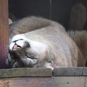 Cougar (Puma concolor), 2021-06-15