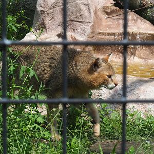 Jungle cat (Felis chaus), 2021-06-15