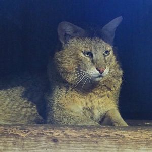 Jungle cat (Felis chaus), 2021-06-15