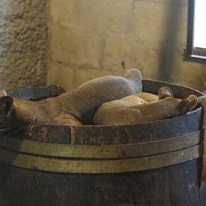 Juvenile Fossas (Cryptoprocta ferox), 2021-06-15