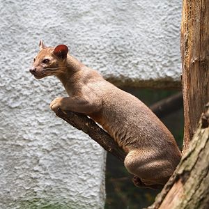 Juvenile Fossa (Cryptoprocta ferox), 2021-06-15