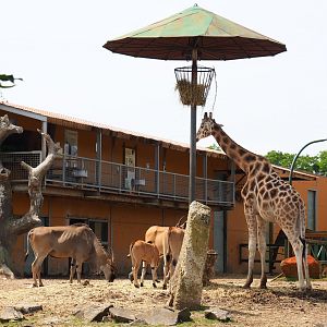 Common eland (Taurotragus oryx) and Rothschild's giraffe (Giraffa camelopardalis rothschildi) in the savanna exhibit, 2021-06-15