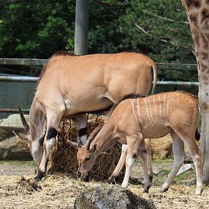 Common eland (Taurotragus oryx), 2021-06-15