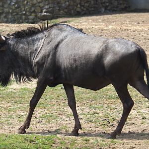 Blue wildebeest (Connochaetes taurinus taurinus), 2021-06-15